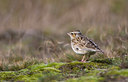 BUITEN BEELD Foto: 77837