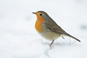 BUITEN BEELD Foto: 77847