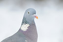 BUITEN BEELD Foto: 77848