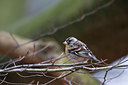 BUITEN BEELD Foto: 77851