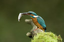 BUITEN BEELD Foto: 77930