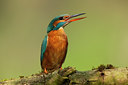 BUITEN BEELD Foto: 77962