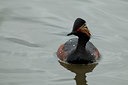 BUITEN BEELD Foto: 77968