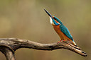 BUITEN BEELD Foto: 77976