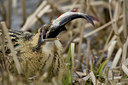 BUITEN BEELD Foto: 77988