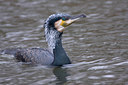 BUITEN BEELD Foto: 78008