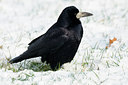 BUITEN BEELD Foto: 78020