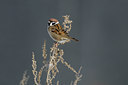 BUITEN BEELD Foto: 78021
