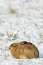 BUITEN BEELD Foto: 78023