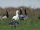 BUITEN BEELD Foto: 78061
