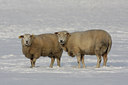 BUITEN BEELD Foto: 78072