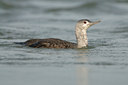 BUITEN BEELD Foto: 78124
