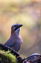 BUITEN BEELD Foto: 78141