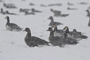 BUITEN BEELD Foto: 78154