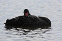 BUITEN BEELD Foto: 78159