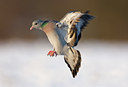 BUITEN BEELD Foto: 78178