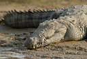 BUITEN BEELD Foto: 78205