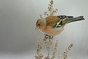 BUITEN BEELD Foto: 78234