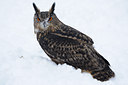 BUITEN BEELD Foto: 78240