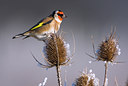 BUITEN BEELD Foto: 78277