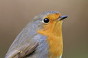 BUITEN BEELD Foto: 78288