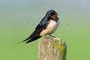 BUITEN BEELD Foto: 78310