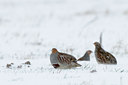 BUITEN BEELD Foto: 78319