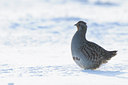 BUITEN BEELD Foto: 78321