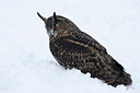 BUITEN BEELD Foto: 78324