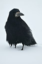 BUITEN BEELD Foto: 78329