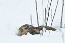 BUITEN BEELD Foto: 78333