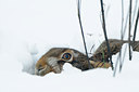 BUITEN BEELD Foto: 78335