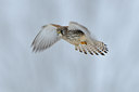BUITEN BEELD Foto: 78344