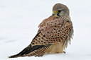 BUITEN BEELD Foto: 78345