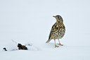 BUITEN BEELD Foto: 78347