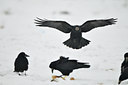 BUITEN BEELD Foto: 78350