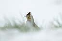 BUITEN BEELD Foto: 78420