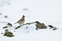 BUITEN BEELD Foto: 78422