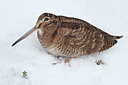 BUITEN BEELD Foto: 78473