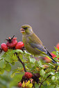 BUITEN BEELD Foto: 78484