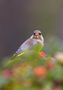 BUITEN BEELD Foto: 78485