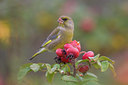 BUITEN BEELD Foto: 78488