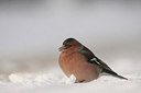 BUITEN BEELD Foto: 78498