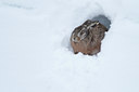 BUITEN BEELD Foto: 78566