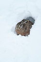 BUITEN BEELD Foto: 78567