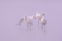 BUITEN BEELD Foto: 78614