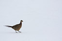 BUITEN BEELD Foto: 78627
