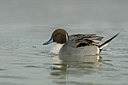 BUITEN BEELD Foto: 78783