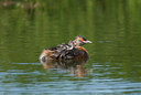 BUITEN BEELD Foto: 7009