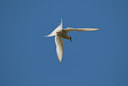 BUITEN BEELD Foto: 7019